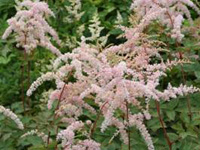 Astilbe 'Betsy Cuperus'